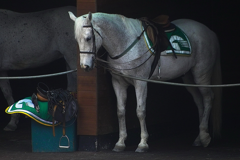 091216-3149-300whorses_crop.jpg