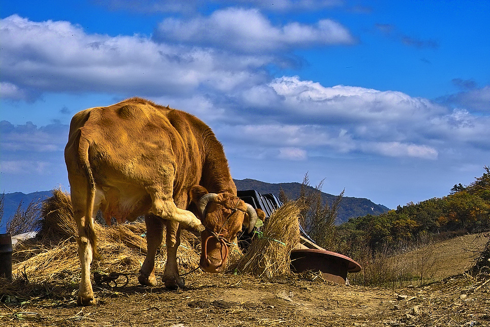 IMG13239-60cow.jpg