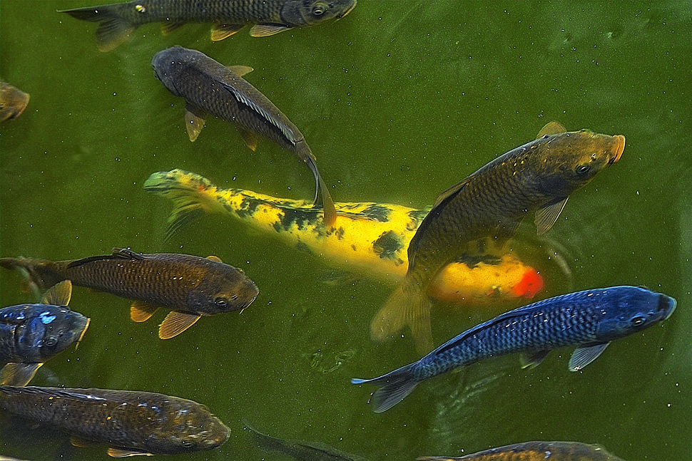 091216-IMG06164-92fishes.jpg