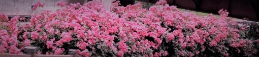 1590361201493 (3).jpeg